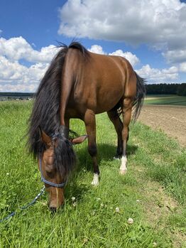 Vollblut Araber Wallach 2,5 Jahre, Eva, Pferd kaufen, Massing