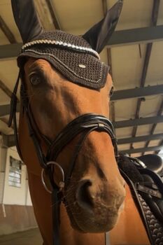 Vollblut Wallach 8 Jahre, Christiane Egger , Pferd kaufen, Werne 