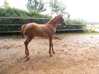 Vollblutaraber Hengst Fohlen Jährling Westernpferd Sportpferd, Birgit, Pferd kaufen, Neumarkt-Sankt Veit