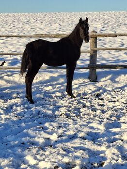 Vollblutaraber Jährlingshengst, rein ägyptisch