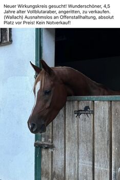 Vollblutaraber, Weberstorfer , Pferd kaufen, Schwanenstadt