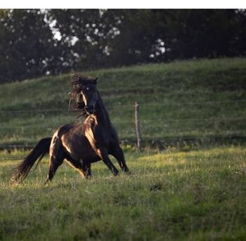 Vollblutaraber Rapphengst, rein ägyptisch, Barbara, Pferd kaufen, Stallhofen