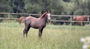 Vollblutaraber Stutfohlen, Marlene, Horses For Sale, Stattegg