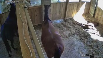 Vollblutaraber Stutfohlen