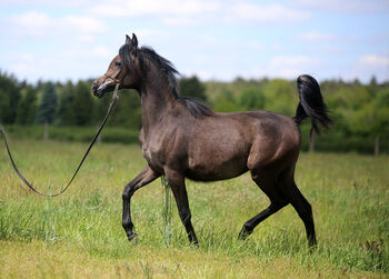 VollblutAraber  top class, Zalia Stud, Horses For Sale, Strykow
