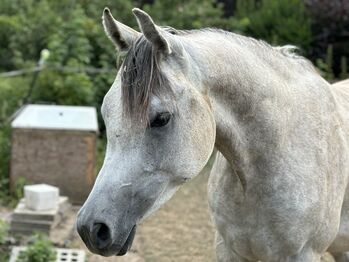 Vollblutaraber Wallach 3 Jahre