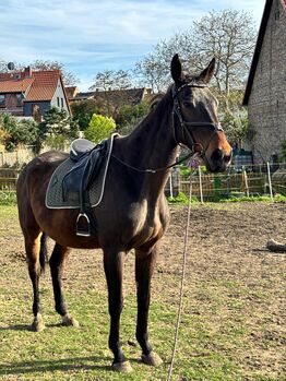 Vollblutwallach (Soldier of Honour) mit Potenzial sucht erfahrenen Partner