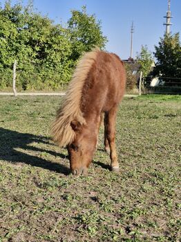 Fuchs Hengst zu verkaufen!!!, Baugatz, Horses For Sale, Gransee