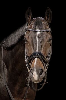 Liebenswürdiger Wallach sucht neues Zuhause, Lilia Hueck , Horses For Sale, Tübingen 