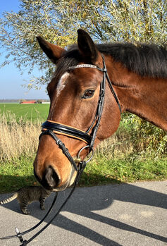 Freundlicher Wallach für Sport und Freizeit, MaWi, Horses For Sale, Divitz-Spoldershagen