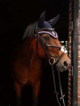 Liebenswürdiger Freizeit Partner, N Gerdes , Horses For Sale, Westerholt 