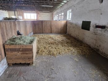 Freie Boxen in xxl Größe frei, Sophia, Horse Stables,  Barnstädt