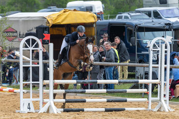 Freizeit-/ Turnierpony, Paulina , Horses For Sale, Dessau