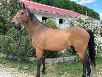 Freizeitpferd, reitbarer Beisteller inkl. Zubehör, Monique Rauchmann, Horses For Sale, Bergkirchen