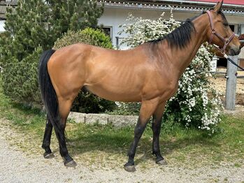 Freizeitpferd, reitbarer Beisteller inkl. Zubehör