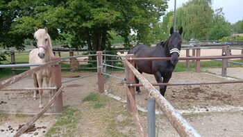 Freizeitpferd, Verlasspferd, Familienpferd inkl. Zubehör