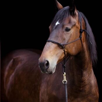 Freizeitpferd/Beistellpferd Stute, Margit Spreitzer, Horses For Sale, Biberbach