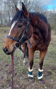 Freizeit Pferd, Denise , Horses For Sale, Velpke