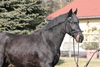 Freizeitpferd, Maria , Horses For Sale, Ebergöc