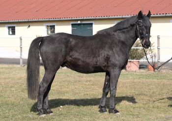 Freizeitpferd