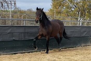 Freizeitpferd, Ire, Trabermix, Privat BA, Horses For Sale, Bad Arolsen 