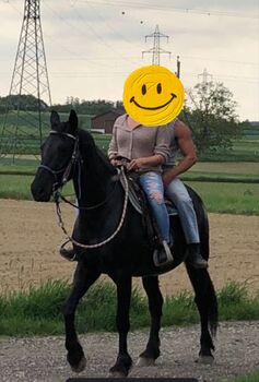 Freizeitpferd zu verkaufen