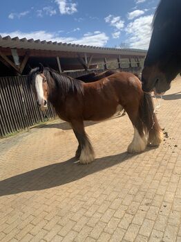 Freizeitpferd Tinker