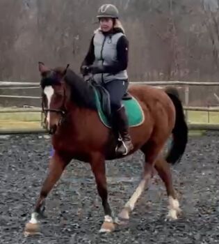 Freizeit-Pferd für schöne Ausritte und viel Spass im Viereck