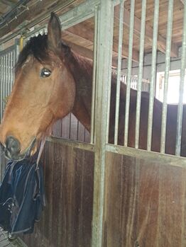 Freizeit Pferd als bedingt Reitbar als Beisteller