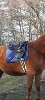 VS Sattel schwarz mit Schabracke und Sattelgurt, gebraucht, Claridge House, bonny, All Purpose Saddle, Korswandt