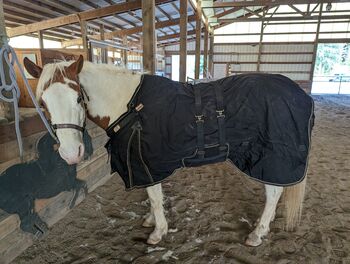 Vtek Storm Shield used blanket, Schneiders  Vtek Storm Shield, Bethany McGeary, Horse Blankets, Sheets & Coolers, Toledo