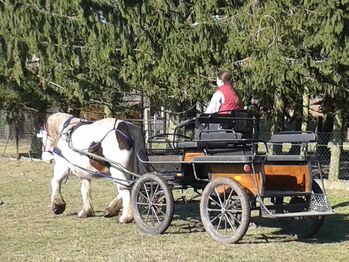 Wagonette zu verkaufen.