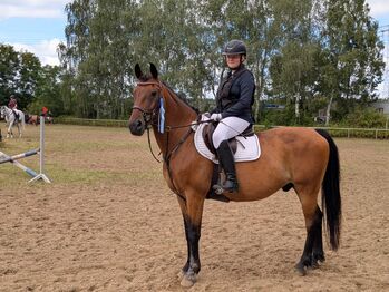 Wallach 8 Jahre, Franzi, Konie na sprzedaż, Uthmöden