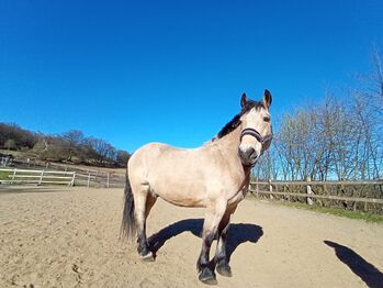 Walach 9.Jahre, Milena, Horses For Sale, Sachsen - Bad Schandau