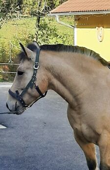 Walach 9.Jahre