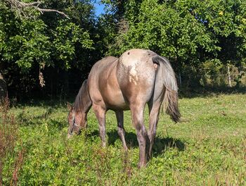ApHC Appaloosa Wallach geb.18.04.2022