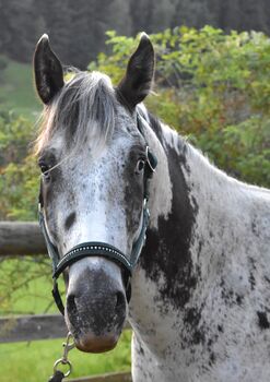 3j. Appaloosa Wallach zu verkaufen