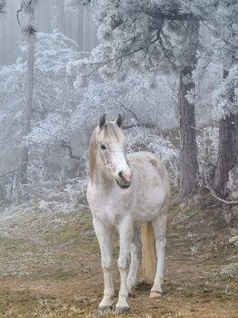 Araber Wallach 9 geritten