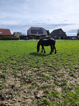 Friesen Wallach oder Friesen Stute, Antje , Konie na sprzedaż, Emmerich