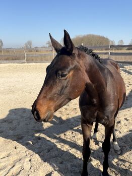 Holsteiner Wallach 2jährig