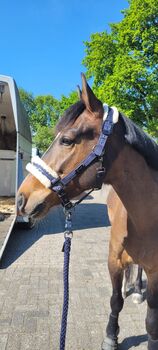 Reitpony Wallach, Daniela Hohenlohe , Konie na sprzedaż, Mülheim