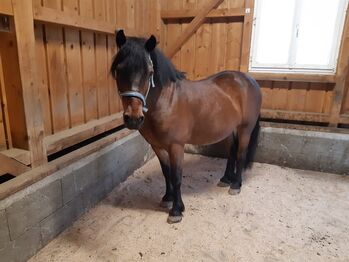 Ponywallach, Anja, Konie na sprzedaż, Rappottenstein 