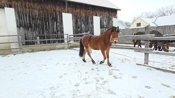 Ponywallach als Allrounder einsetzbar!