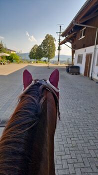 Lusitano Wallach sucht dich?