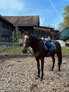 Verkaufe Lusitano-Wallach, Tamara, Konie na sprzedaż, Tecknau