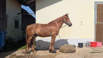 Ponymix Wallach - reitbarer Beisteller, Kim, Konie na sprzedaż, Freystadt 
