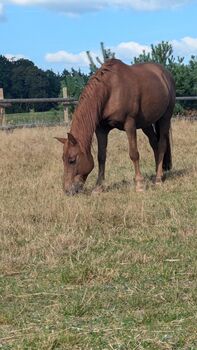 Ponymix Wallach - reitbarer Beisteller