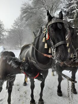 Toller Friesen x Noriker Mix Wallach