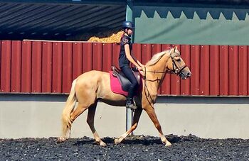 Palomino Wallach, Lusitano Mix