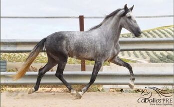 PRE Wallach mit tollen GGA - 5 Jahre alt - ca. 1.60 m